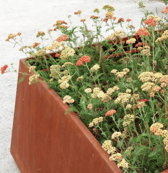 Corten steel lawn edging Corten steel lawn edging